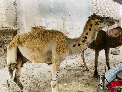 WhatsApp Image 2026-02-27 at 11.56.35 PM